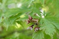 Amur maple Acer japonicum Aconitifolium inflorescence Royalty Free Stock Photo